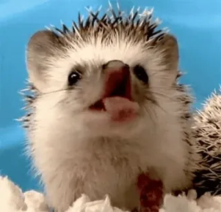 🦔 ёж, животное, милый, питомец, млекопитающее telegram sticker