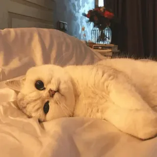 🐈 แมว, สัตว์, สัตว์เลี้ยง, น่ารัก, ลูกแมว telegram sticker