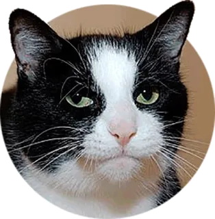 😑 cat, animal, black and white, pet, mammal, domestic animal, feline telegram sticker