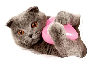 🐱 gato, gatito, animal, mascota, Scottish Fold, gato gris, lindo, juguete rosa telegram sticker