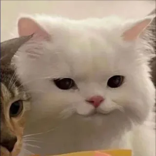 😏 cat, pet, white cat, cute, animal telegram sticker