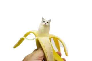 🍌 cat, banana, funny, cute, animal, fruit, meme telegram sticker