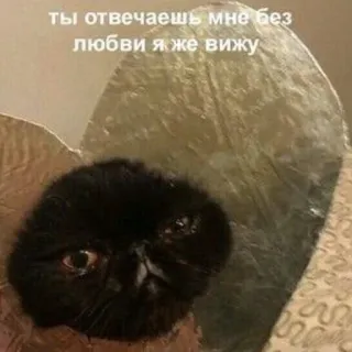 😡 ты отвечаешь мне без любви я же вижу chat, triste, mème, russe, expression, animal de compagnie, animal telegram sticker