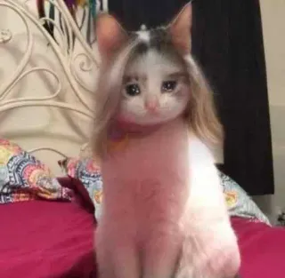 😭 cat, kitten, pet, animal, cute, funny, hair whatsapp sticker