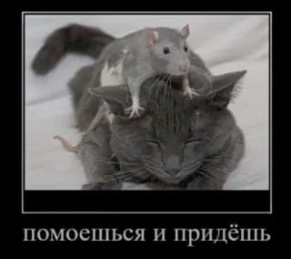 💧 помоешься и придёшь gato, rata, animal, amistad, meme, gracioso whatsapp sticker