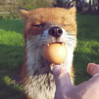 🦊 whatsapp sticker
