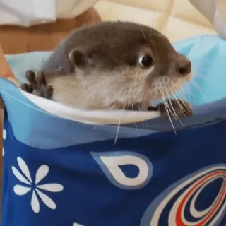 🤨 loutre, animal, mignon, mammifère, animal de compagnie, faune sauvage telegram sticker