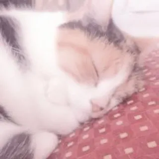 🐈 kot, śpiący, zwierzę, kot domowy, kotowaty, zwierzę domowe telegram sticker