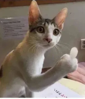 🖕 кот, большой палец вверх, животное, котенок, позитив, домашнее животное telegram sticker