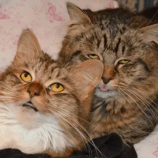 😖 gatos, animais de estimação, animais, engraçado, língua, fofo, sonolento whatsapp sticker