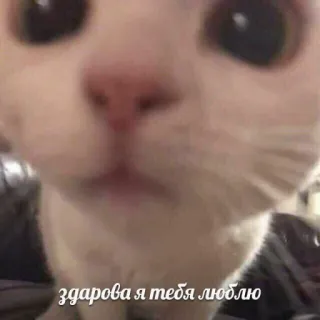 🍄 Здарова я тебя люблю cat, love, cute, animal telegram sticker