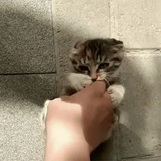 😸 猫, 小猫, 动物, 宠物, 可爱, 顽皮, 家养, 猫科动物 telegram sticker