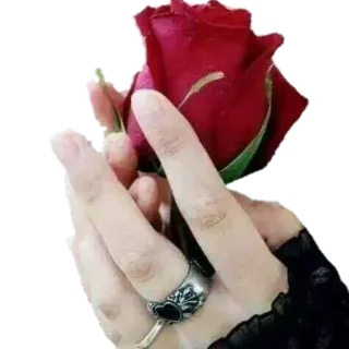🌹 rose, hand, flower, jewelry, romantic whatsapp sticker
