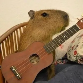 💫 kapibara, ukulele, zwierzę, gryzoń, muzyka, słodki telegram sticker