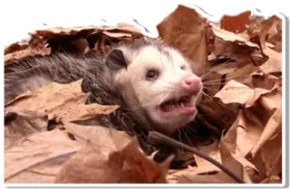 Opossum telegram stickers
