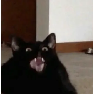 😀 cat, black cat, animal, pet, meme, funny telegram sticker