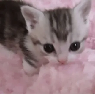 ☹️ anak kucing, kucing, imut, hewan, hewan peliharaan, felin, bayi kucing whatsapp sticker