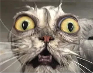 😳 gatto, scioccato, sorpreso, divertente, animale, meme, gattino whatsapp sticker