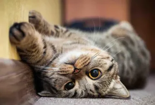 🤔 Katze, niedlich, Haustier, Haustier, Tier, Katzenartig, entzückend telegram sticker