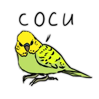 🍭 COCU Wellensittich, Sittich, Vogel, Haustier, Tier whatsapp sticker