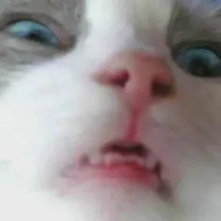 🙀 cat, animal, pet, meme, funny telegram sticker
