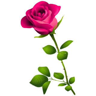 🌹 роза, цветок, розовый, природа, растение, цветы telegram sticker