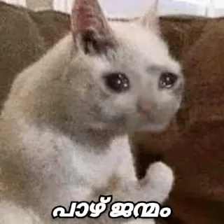 🥺 പാഴ് ജന്മം cat, crying, sad, meme telegram sticker