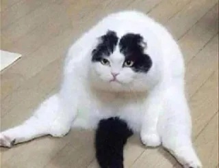 🙁 gatto, divertente, animale, animale domestico, gatto bianco, bianco e nero, animale domestico telegram sticker