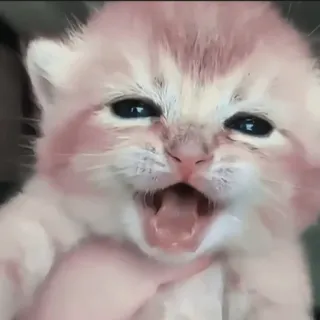 🍄 새끼 고양이, 귀여운, 분홍색, 동물, 고양이, 새끼 동물 telegram sticker