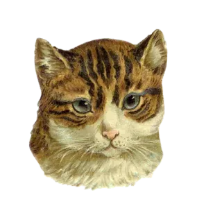 😐 gatto, animale, animale domestico, felino, gatto domestico, mammifero whatsapp sticker