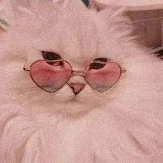 💈 Katze, Sonnenbrille, Herz, flauschig, Tier, süß telegram sticker