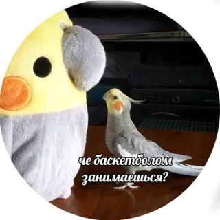 😏 че баскетболом занимаешься? vogel, valkparkiet, basketbal, vraag, papegaai telegram sticker