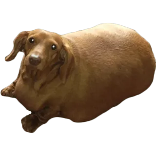😢 cane, animale, bassotto, animale domestico, carino, salsiccia, cicciottello telegram sticker