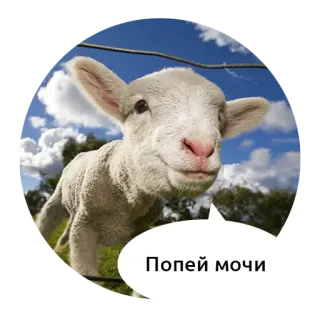 🖕 Попей мочи jagnię, owca, zwierzę, słodki telegram sticker