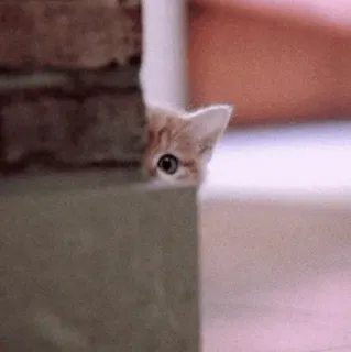 🍡 chat, chaton, regard, cacher, mignon, animal, animal de compagnie whatsapp sticker