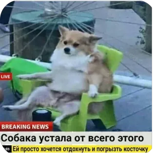 🫥 Собака устала от всего этого. Ей просто хочется отдохнуть и погрызть косточку telegram sticker