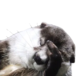 🤦‍♂️ выдра, калан, милый, животное, млекопитающее, фейспалм telegram sticker
