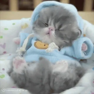 😎 mèo, mèo con, ngủ, dễ thương, em bé, động vật, thú cưng whatsapp sticker