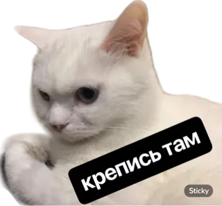 ✊ крепись там cat, animal, white cat, text, sticker, russian, крептись там, hold on there whatsapp sticker