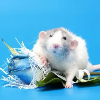 🐭 chuột, động vật, thú cưng, gặm nhấm, hoa, xanh lam telegram sticker