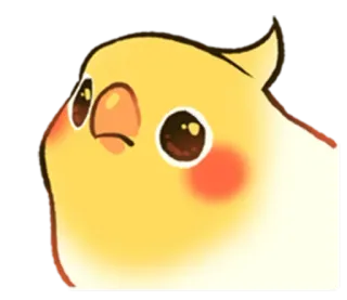 😕 calopsita, pássaro, fofo, animal, animal de estimação, amarelo telegram sticker