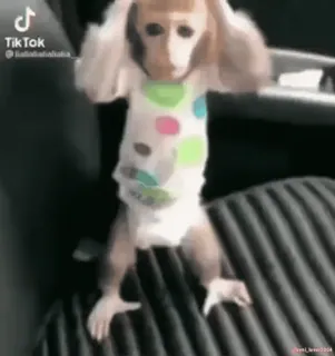 Кто такой @kynik? whatsapp stickers