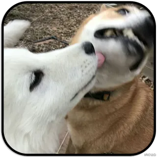 😝 dogs, kiss, licking, animals, pets telegram sticker