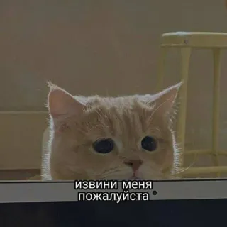 🥺 извини меня пожалуйста kucing, maaf, imut, hewan, anak kucing, maaf telegram sticker