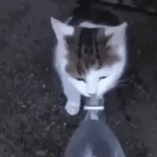 💧 gato, bebiendo, agua, botella, animal, mascota telegram sticker