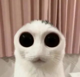 😶 gatto, occhi grandi, bianco, animale, carino telegram sticker