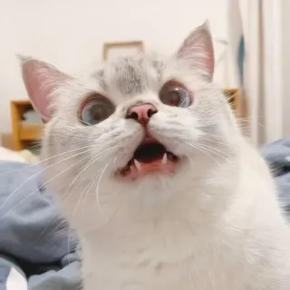 🐱 кот, котёнок, животное, питомец, милый, смешной, мем, в шоке, сюрприз telegram sticker