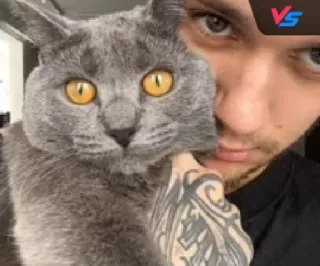 🥺 VS gato, homem, tatuagem, retrato, animal, gato cinza, rosto telegram sticker