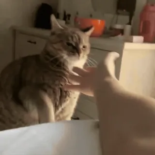 🤝 cat, pet, hand, domestic animal, animal, tabby cat whatsapp sticker