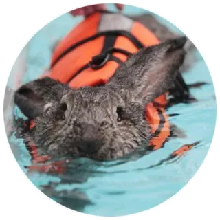 ⭐ rabbit, swimming, animal, life vest, water, cute telegram sticker